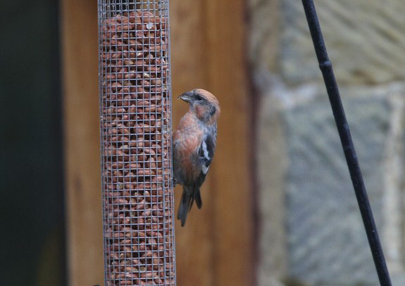 Two-barred Crossbill