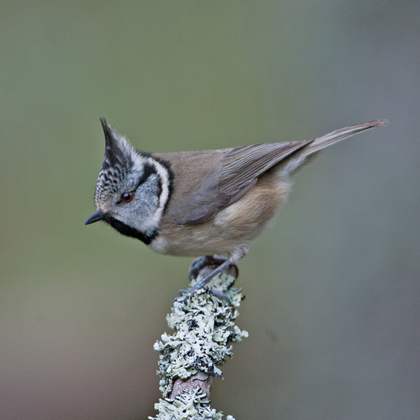 Crested Tit