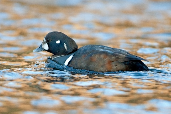 Harlequin Duck