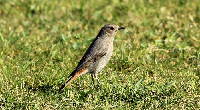 Black Redstart