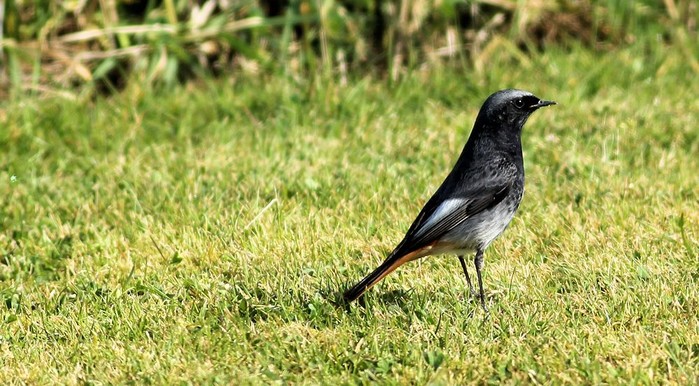 Black Redstart