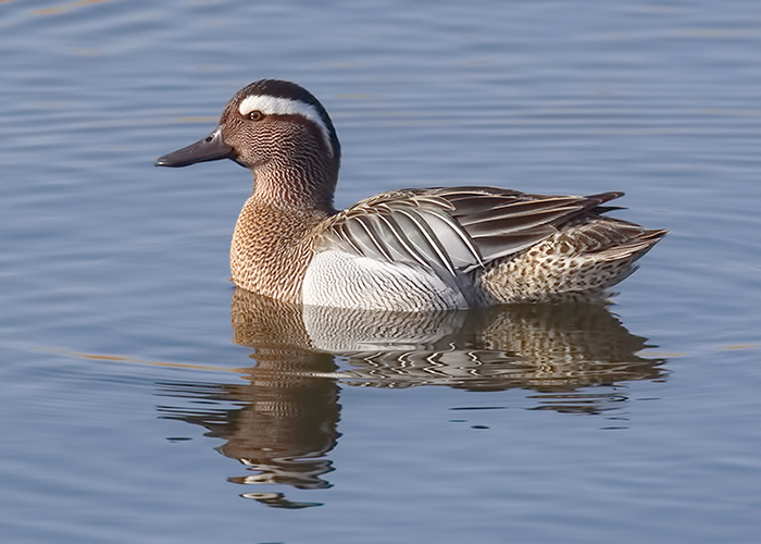 Garganey