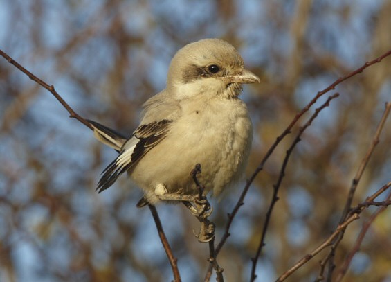 Steppe Grey Shrike