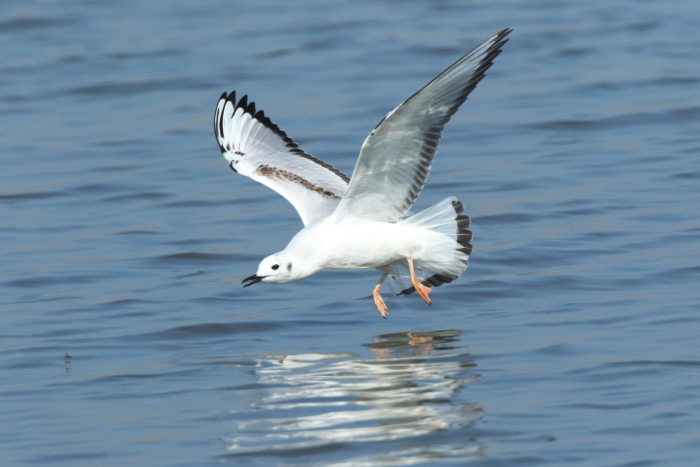 Bonaparte's Gull