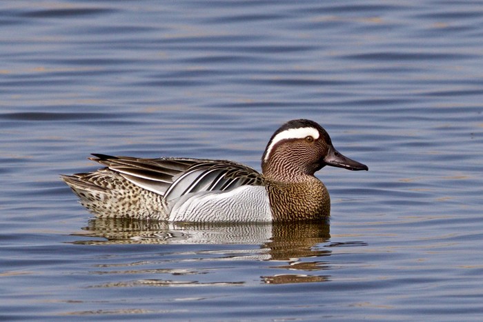 Garganey