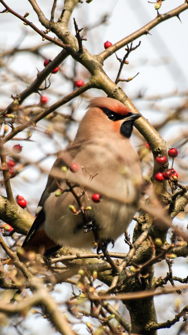 Waxwing