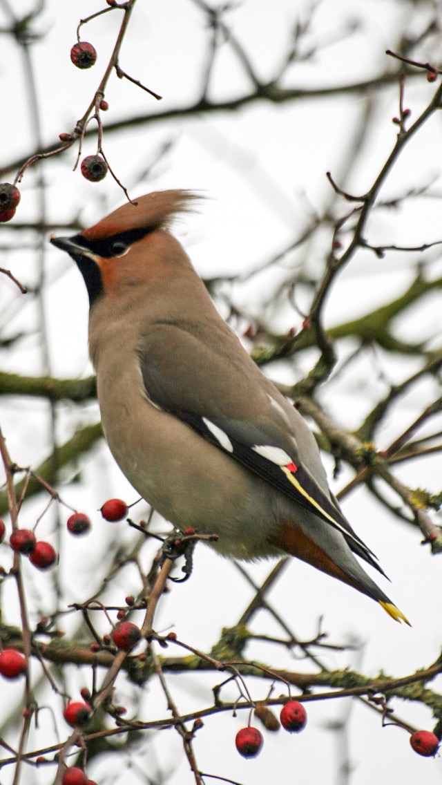 Waxwing