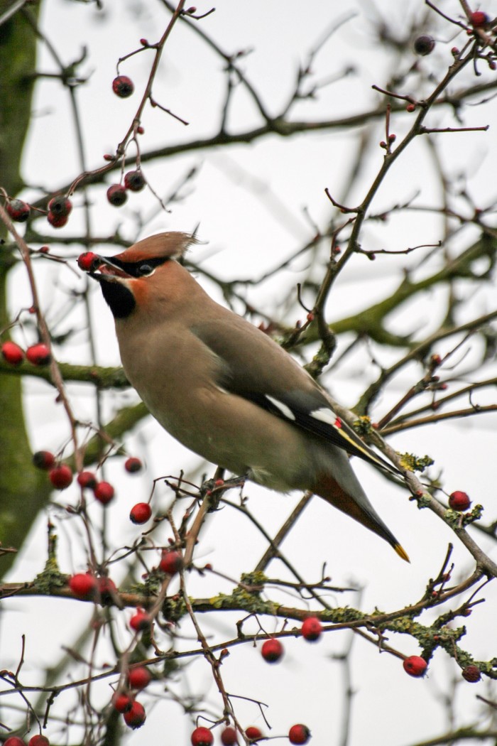 Waxwing