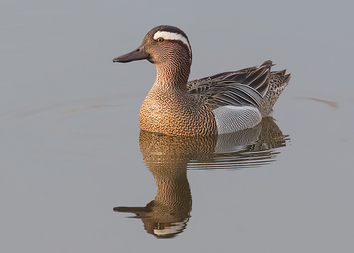 Garganey