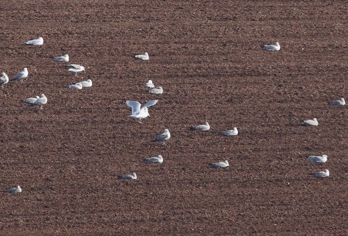 Kumlien's Gull