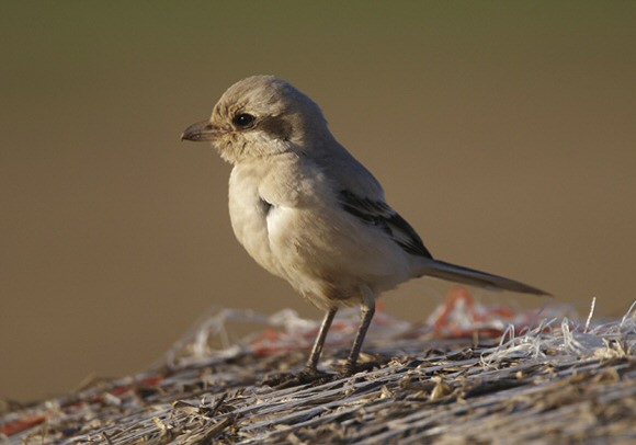 Steppe Grey Shrike