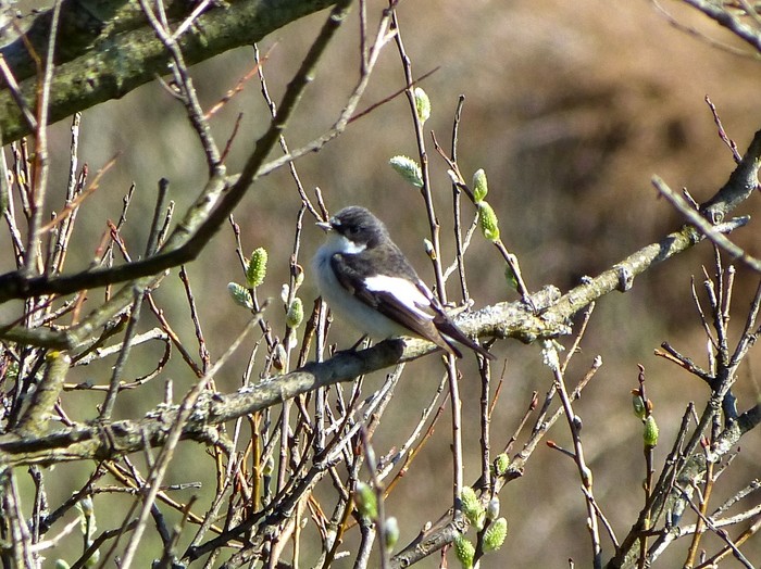 Pied Flycatcher