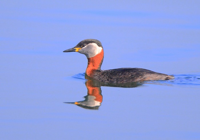 Red-necked Grebe