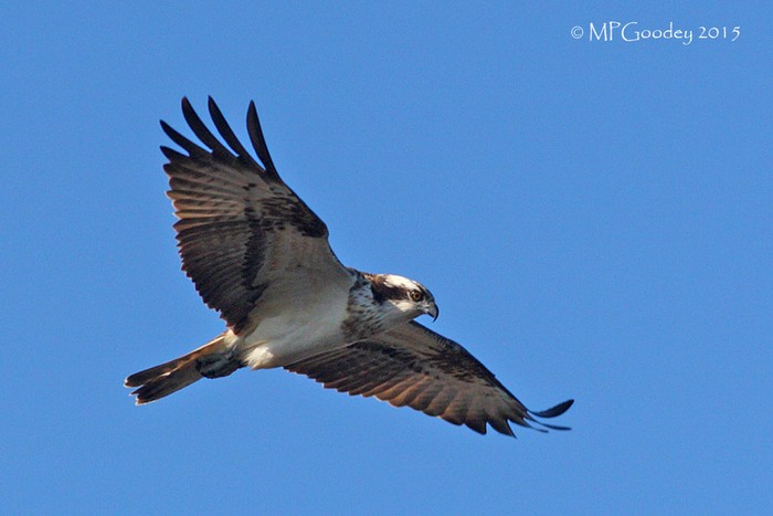 Osprey