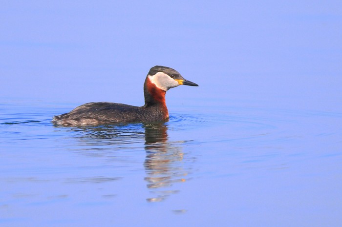 Red-necked Grebe