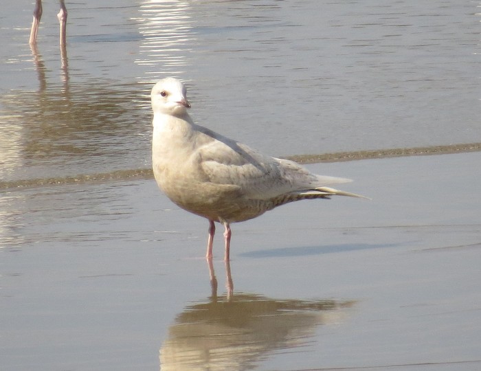 Iceland Gull