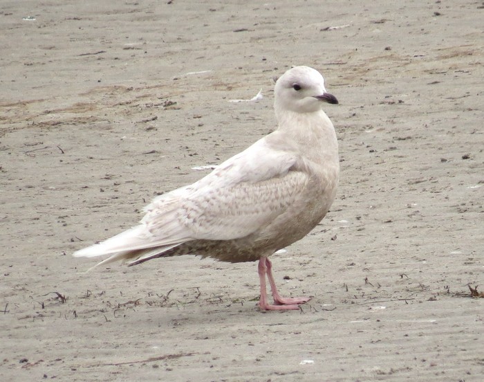 Iceland Gull