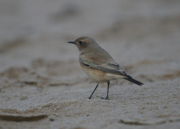 Desert Wheatear