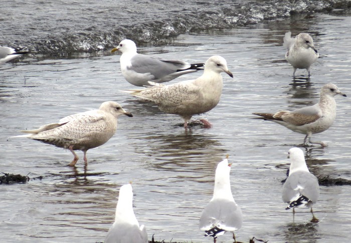 Iceland Gull
