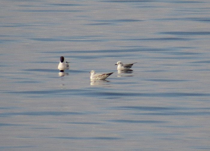 Bonaparte's Gull