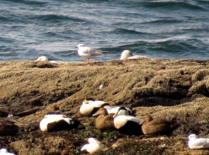 Bonaparte's Gull
