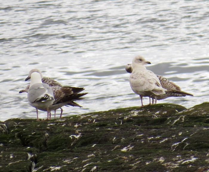 Kumlien's Gull