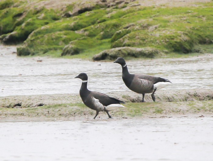 Black Brant