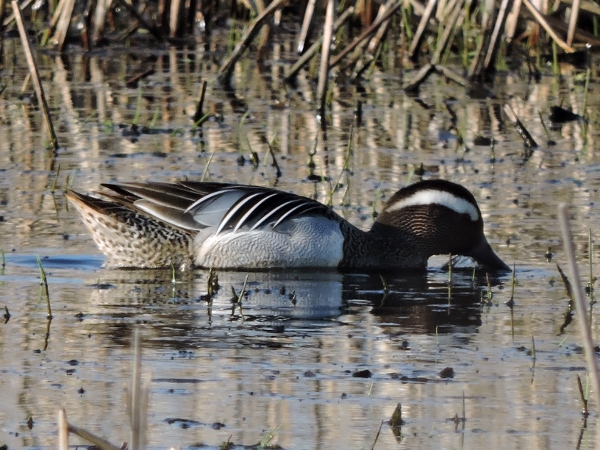 Garganey