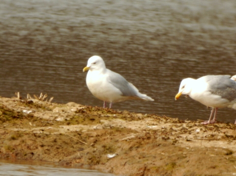 Iceland Gull