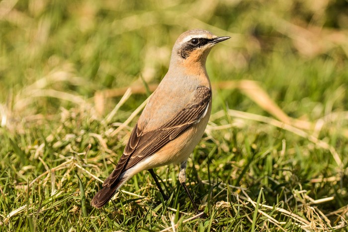 Wheatear