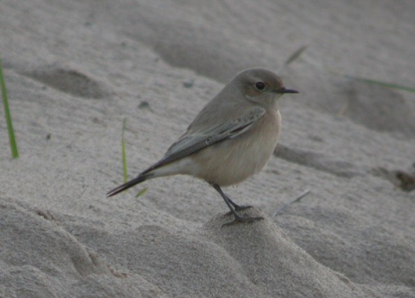 Desert Wheatear