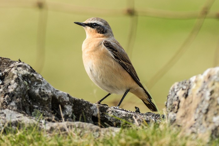 Wheatear