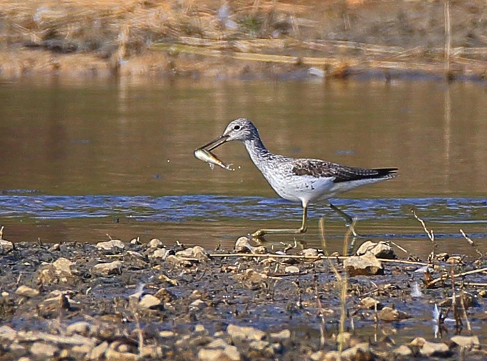 Greenshank