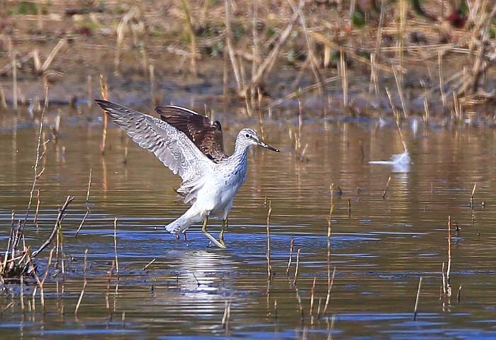 Greenshank