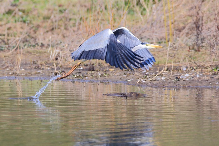 Grey Heron