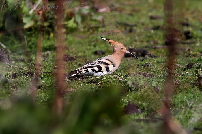 Hoopoe