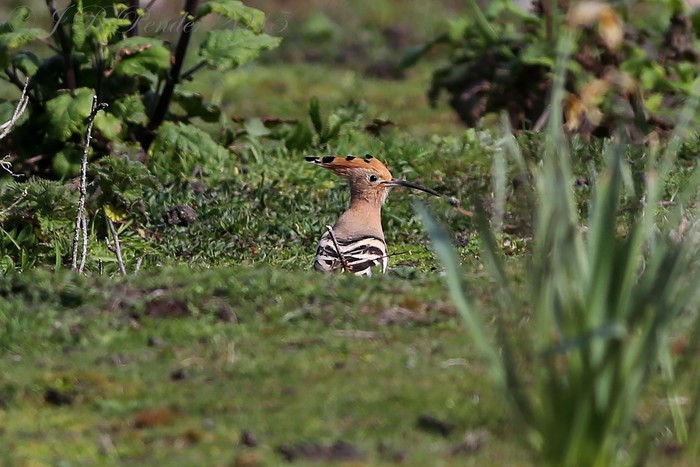 Hoopoe