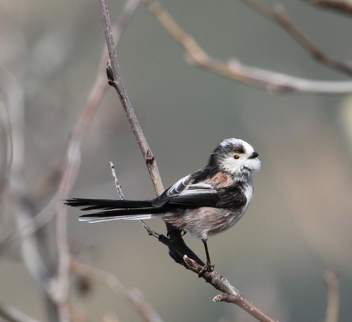 Long-tailed Tit