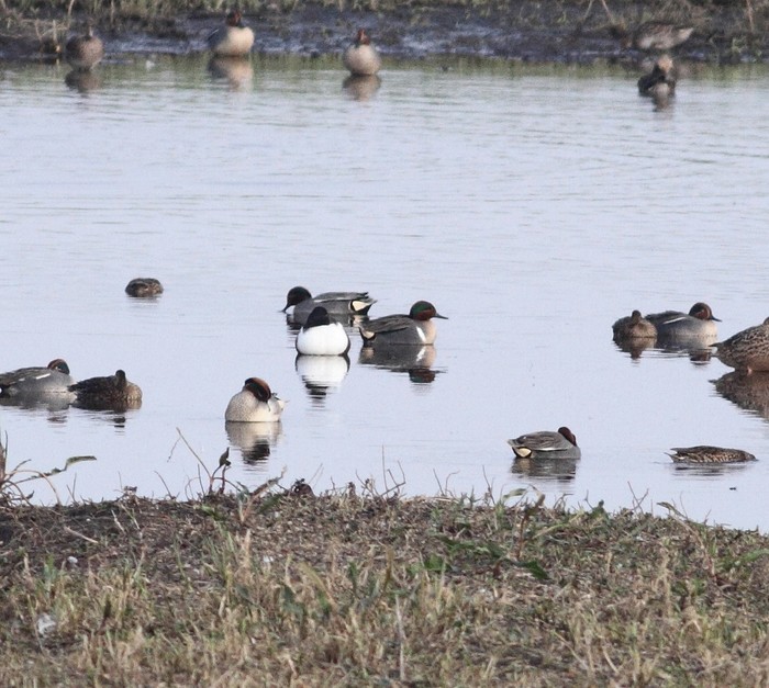 Green-winged Teal
