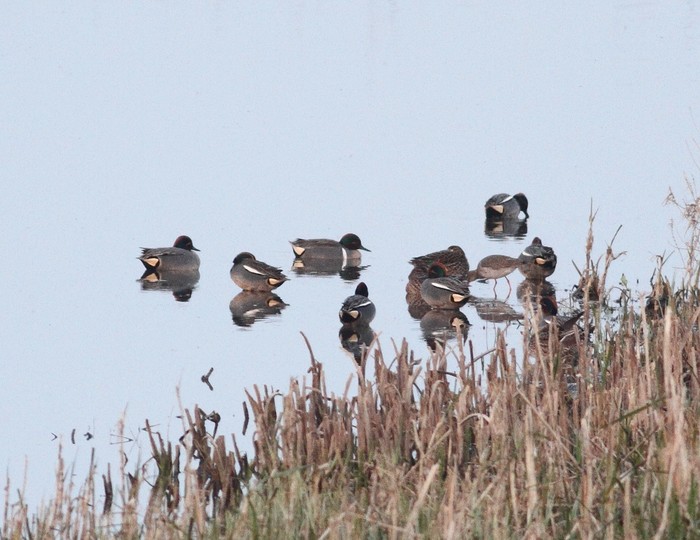 Green-winged Teal