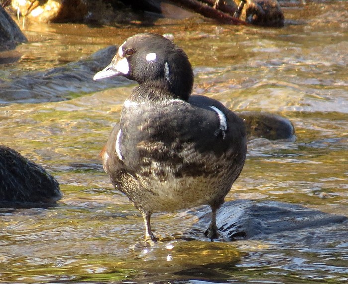 Harlequin Duck