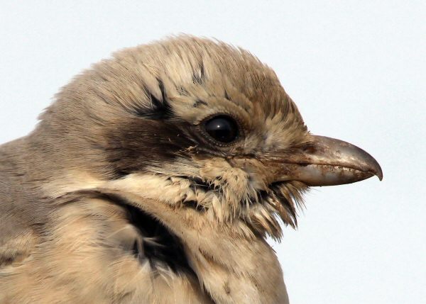 Steppe Grey Shrike