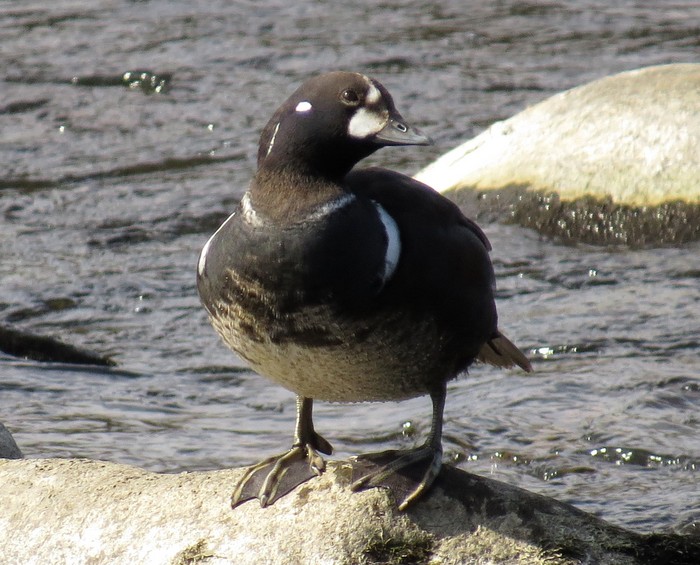 Harlequin Duck