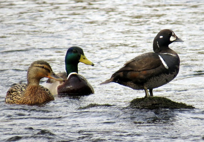 Harlequin Duck