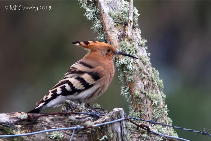 Hoopoe