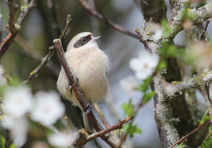 Penduline Tit