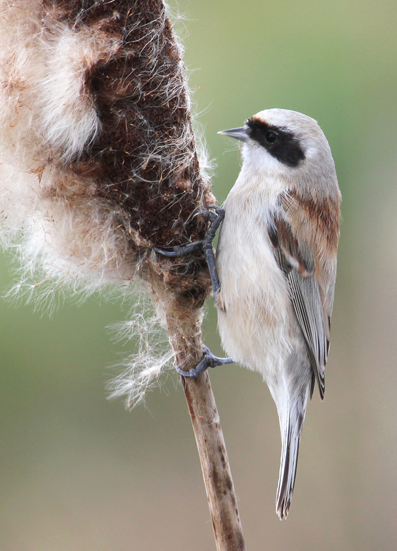 Penduline Tit