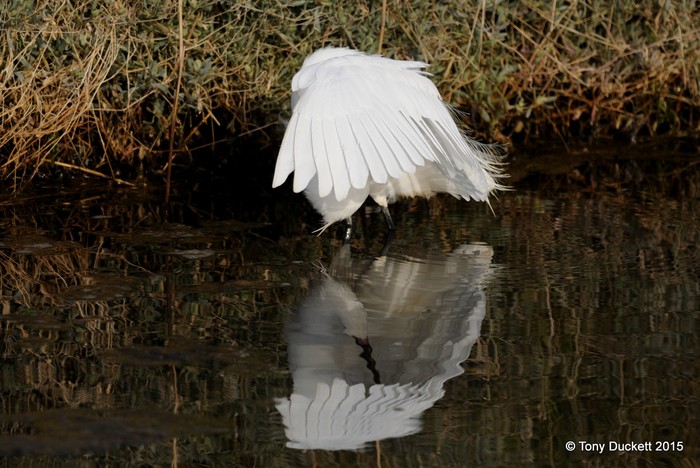 Little Egret