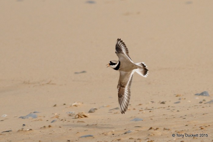Ringed Plover