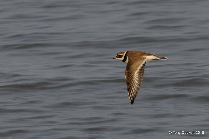 Ringed Plover